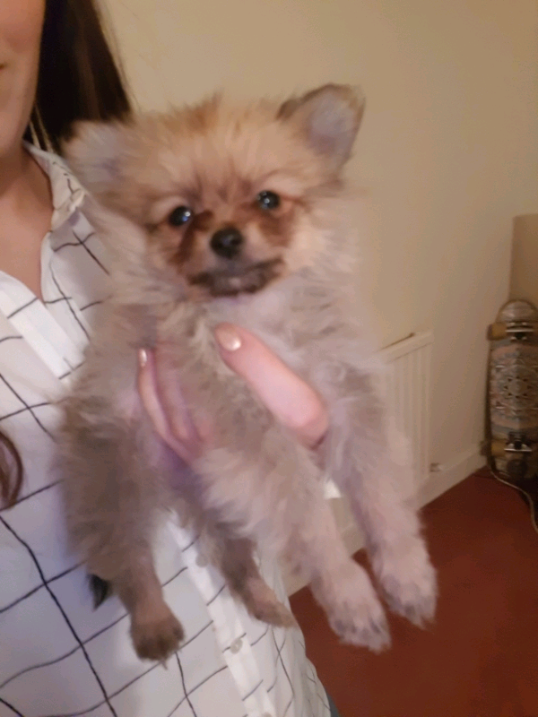 gumtree pomeranian puppies for sale